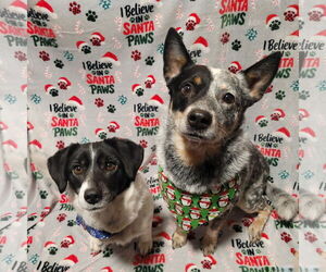 Mutt Dogs for adoption in FAIRLAWN, OH, USA