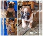 Puppy Holly French Bulldog