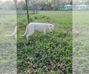 Dogo Argentino Puppy for sale in MULBERRY, FL, USA