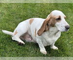 Small #3 Basset Hound