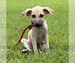 Small #2 Mutt