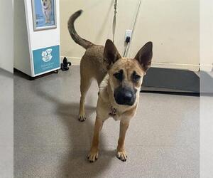 German Shepherd Dog Dogs for adoption in Pasadena, CA, USA