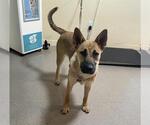 Small German Shepherd Dog