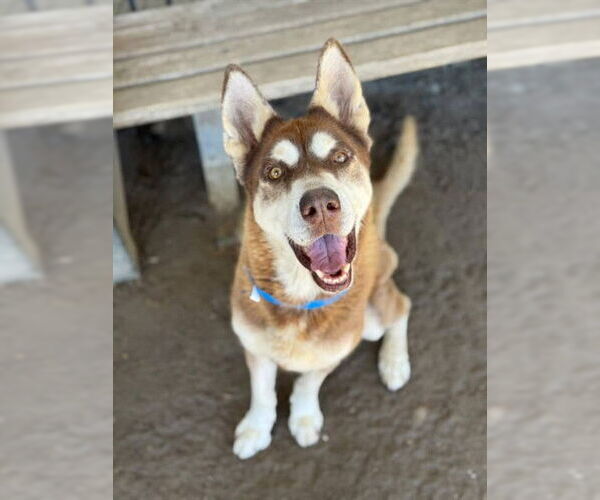 Medium Photo #2 Siberian Husky Puppy For Sale in Riverside, CA, USA