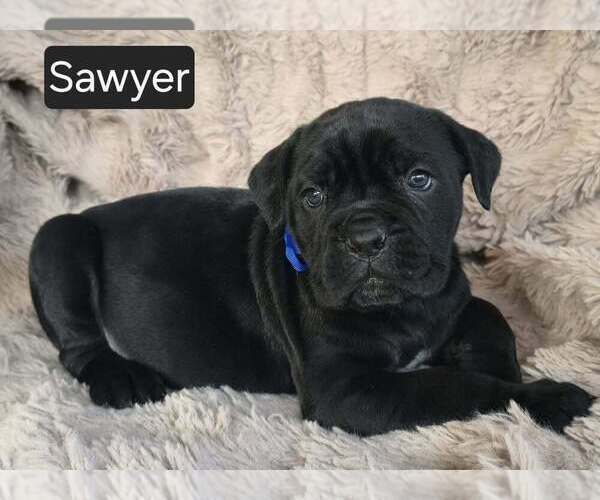 Medium Photo #1 Cane Corso Puppy For Sale in MINERAL WELLS, WV, USA
