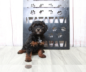 Goldendoodle (Miniature) Puppy for sale in MARIETTA, GA, USA