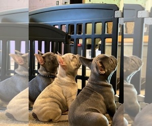 French Bulldog Puppy for sale in PITTSBURGH, PA, USA