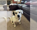 Small #6 Dachshund Mix