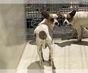 Chihuahua-Unknown Mix Dogs for adoption in Bakersfield, CA, USA