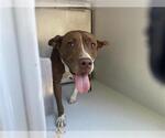 Small American Pit Bull Terrier Mix