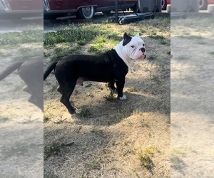 Medium American Bully