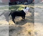 Small American Bully