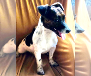 Jack Russell Terrier-Unknown Mix Dogs for adoption in Decatur, GA, USA