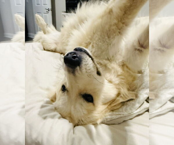 Medium Photo #5 Golden Pyrenees Puppy For Sale in Valrico, FL, USA