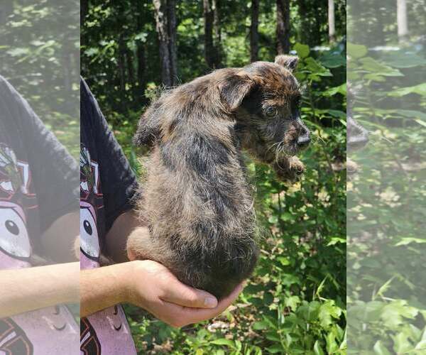 Medium Photo #4 Chihuahua-Unknown Mix Puppy For Sale in Sheboygan, WI, USA