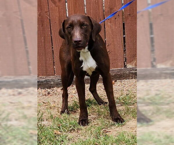 Medium Photo #1 Labrador Retriever-Unknown Mix Puppy For Sale in Wetumpka, AL, USA