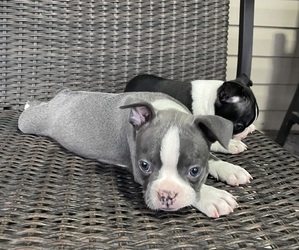 Boston Terrier Puppy for sale in CHARLOTTESVILLE, VA, USA