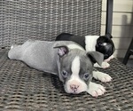 Image preview for Ad Listing. Nickname: Blue
