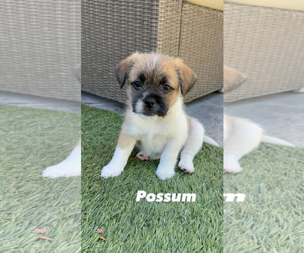 Medium Photo #1 French Bulldog-Unknown Mix Puppy For Sale in Menifee, CA, USA