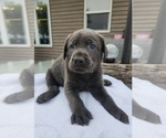 Puppy Mr Lime Labrador Retriever