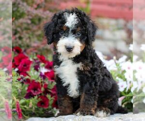 Bernedoodle (Miniature) Puppy for sale in LITITZ, PA, USA