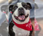 Small #16 American Bulldog-American Staffordshire Terrier Mix