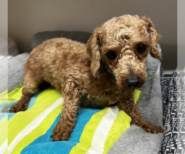 Medium Photo #5 Poodle (Toy) Puppy For Sale in Pacolet, SC, USA
