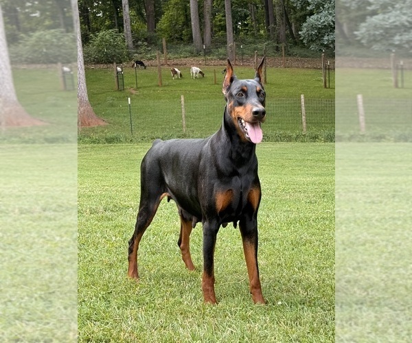 Medium Photo #3 Doberman Pinscher Puppy For Sale in NEWTON, NC, USA