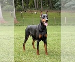 Small #2 Doberman Pinscher