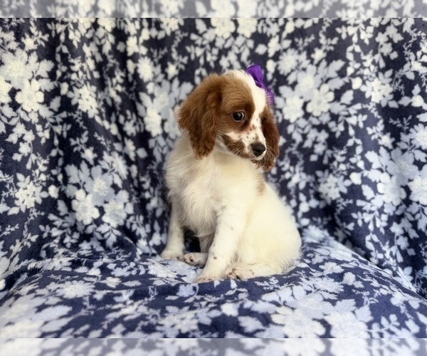 Medium Photo #6 Cavapoo (Miniature) Puppy For Sale in LAKELAND, FL, USA