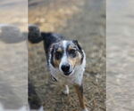 Small Australian Shepherd Mix