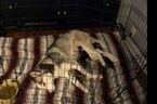 Small Photo #14 Siberian Husky Puppy For Sale in JOPLIN, MO, USA