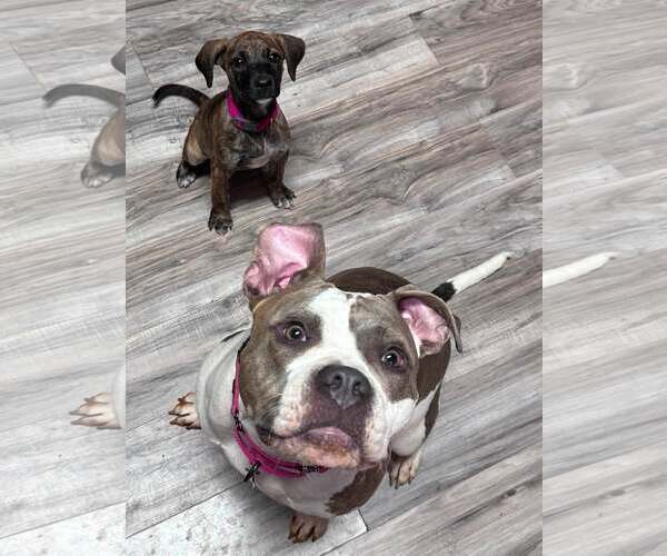 Medium Photo #2 American Bulldog-Unknown Mix Puppy For Sale in Greenville, SC, USA