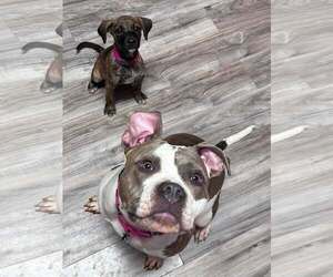 Rumi - Female American Bulldog-Unknown Mix Dog for Adoption - Photo #2