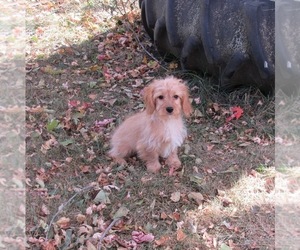 Cavalier King Charles Spaniel Puppy for sale in LE MARS, IA, USA