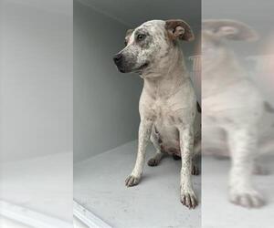 Mutt Dogs for adoption in Houston, TX, USA