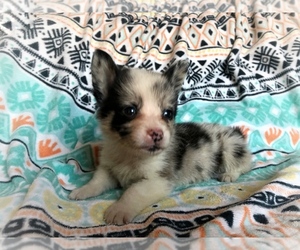 Welsh Cardigan Corgi Puppy for sale in WATERTOWN, SD, USA