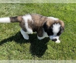Small Photo #9 Bernese Mountain Dog-Saint Bernard Mix Puppy For Sale in NAMPA, ID, USA