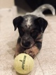 Small Photo #21 Australian Cattle Dog Puppy For Sale in PAHRUMP, NV, USA