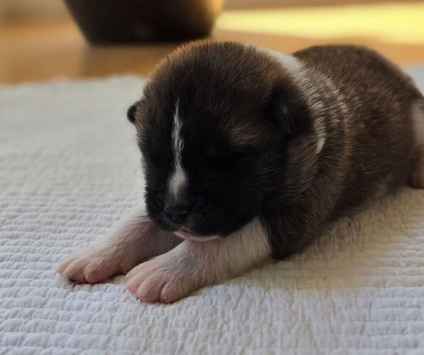 Medium Photo #6 Akita Puppy For Sale in STRAFFORD, MO, USA