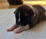 Small #5 Akita