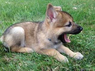 German Shepherd Dog Puppy for sale in CLEVELAND, OH, USA