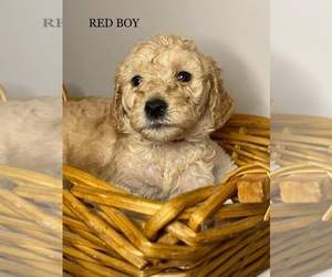 Goldendoodle Puppy for sale in SOUTHAVEN, MS, USA