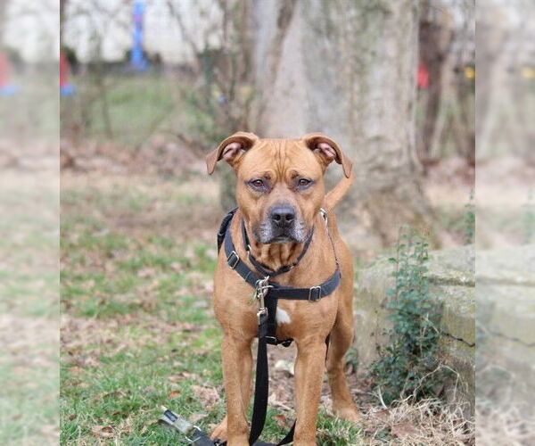 Medium Photo #2 Mutt Puppy For Sale in Louisville, KY, USA