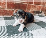 Small Photo #3 Pembroke Welsh Corgi Puppy For Sale in SAN FRANCISCO, CA, USA