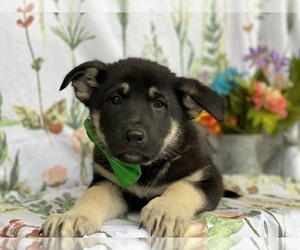 German Shepherd Dog Puppy for sale in LANCASTER, PA, USA