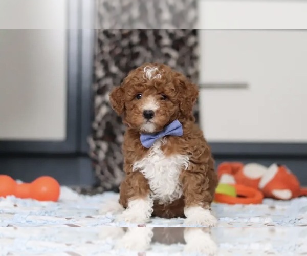 Medium Photo #1 Goldendoodle (Miniature) Puppy For Sale in WATERFORD, MI, USA