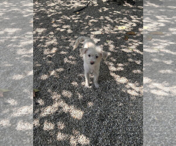 Medium Photo #1 Mutt Puppy For Sale in Dana Point, CA, USA