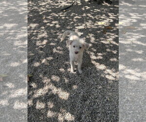 Mutt Dogs for adoption in Dana Point, CA, USA