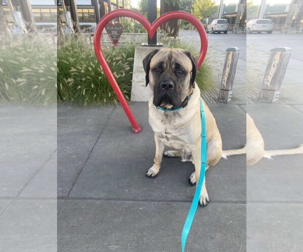 Medium Photo #1 Mastiff Puppy For Sale in McMinnville, OR, USA
